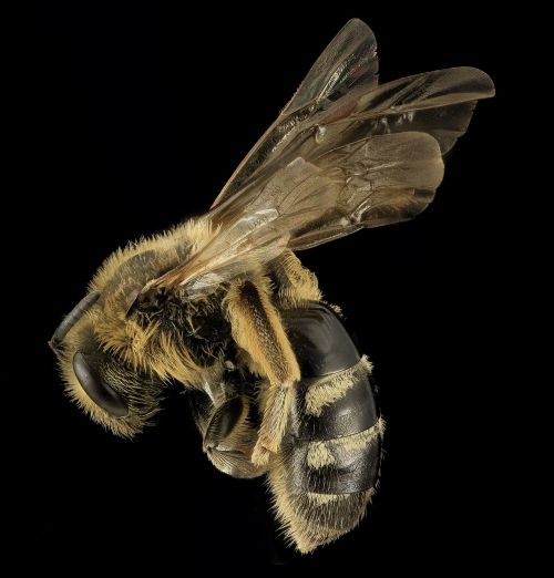 sweat bee insect macro