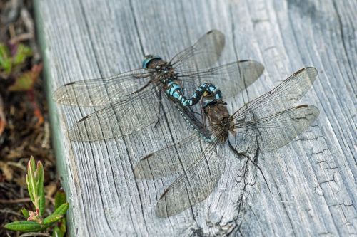 sweden fjäll dragonfly