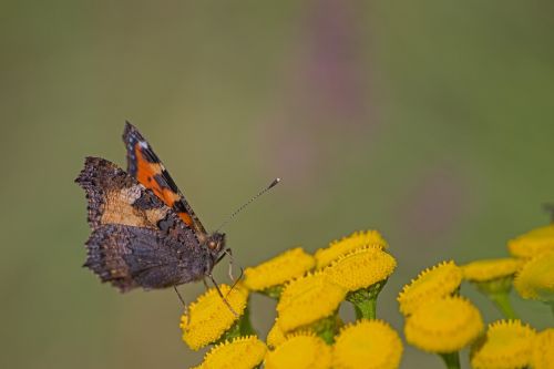 butterfly sweden fjäll