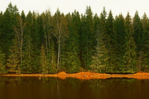 sweden forest trees