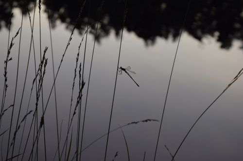 sweden lake dragonfly