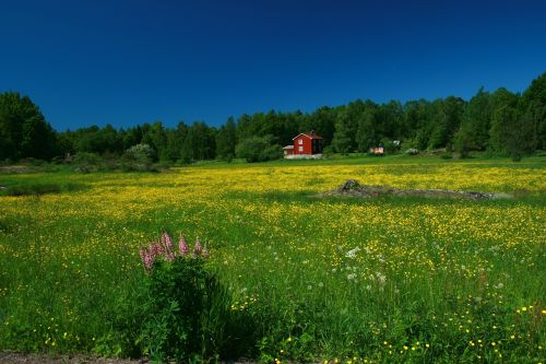 sweden meadow nature