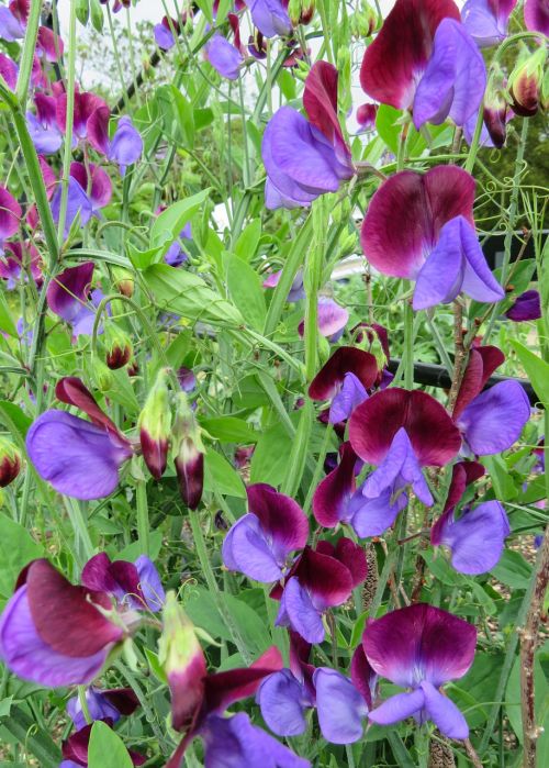 sweet pea flowers