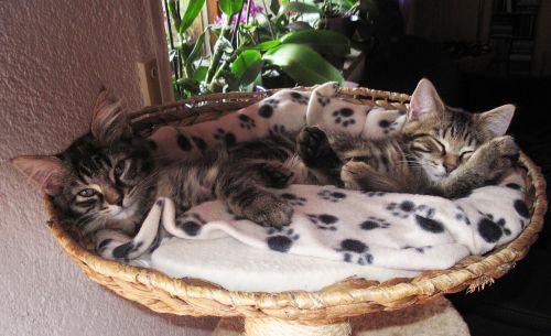 sweet 2 kittens sleeping