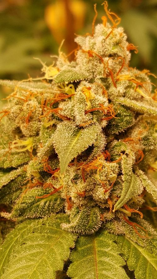 sweet cheese cannabis grow