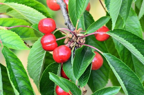 sweet cherries cherry fruit