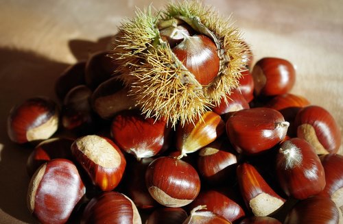 sweet chestnuts  maroni  chestnut