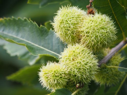 sweet chestnuts chestnut maroni