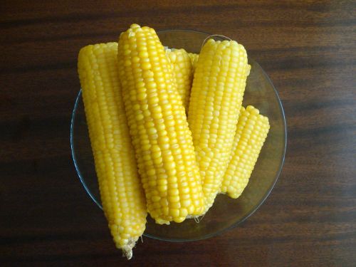sweet corn crops