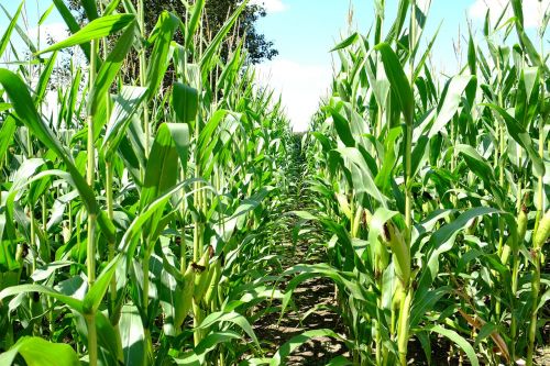 sweet corn field ontario canada harvest time