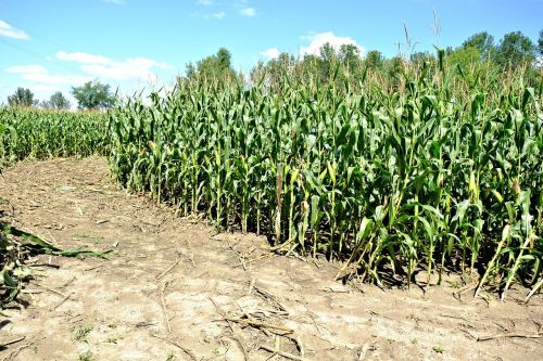 sweet corn maze grain plants