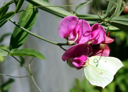 sweet pea flower butterfly