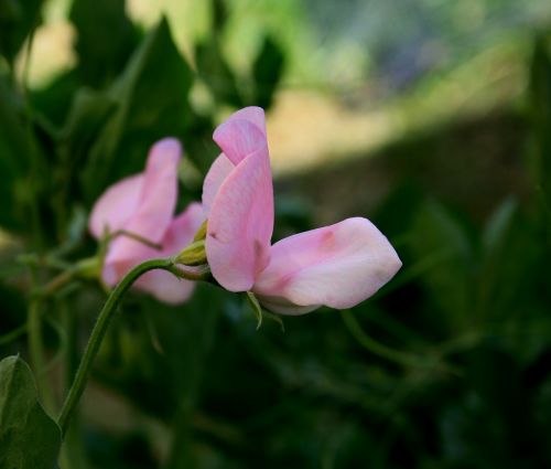 sweet pea flower stalk