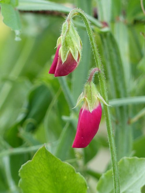 sweet pea buds red