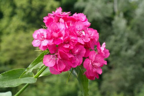 sweet william inflorescence blossom