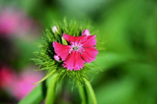 sweet william macro pink