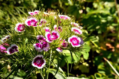 sweet william blossom bloom