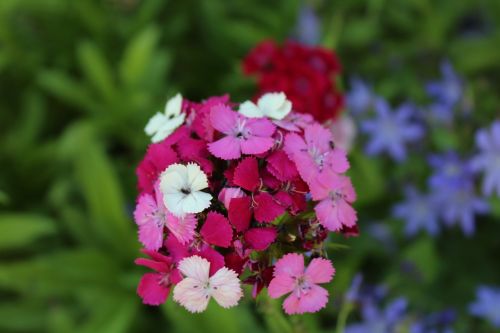 sweet william summer garden