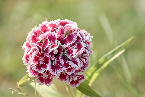 sweet william  dianthus barbatus  pink