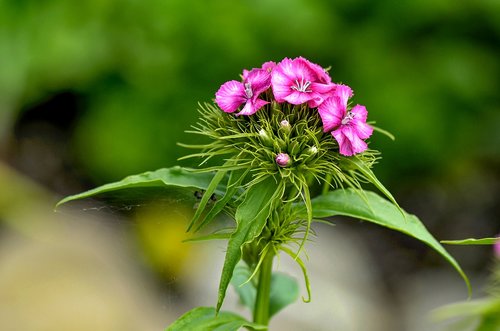 sweet william  flower  dianthus