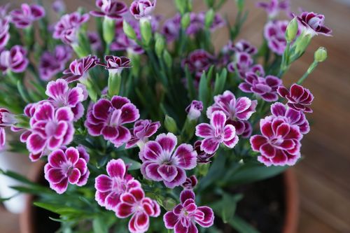 sweet william flower purple