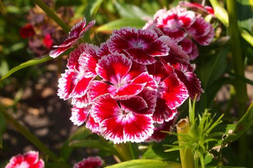 sweet william plant flowers