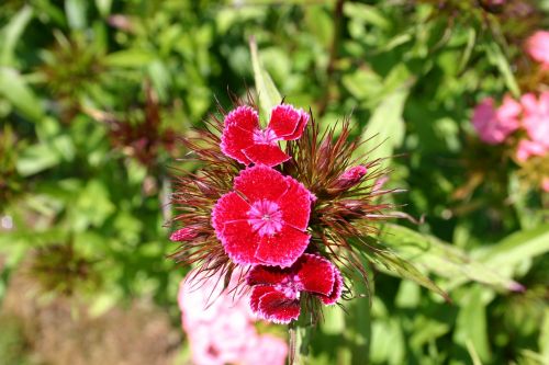 sweet william flower summer