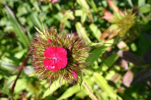 sweet william flower summer