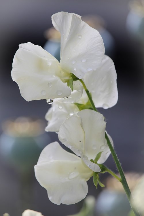 sweetpea  white  flower