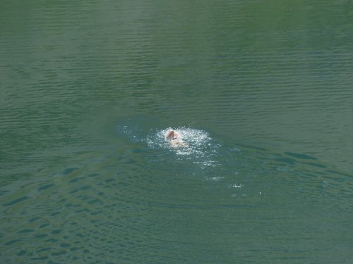 swimmer swim crawl