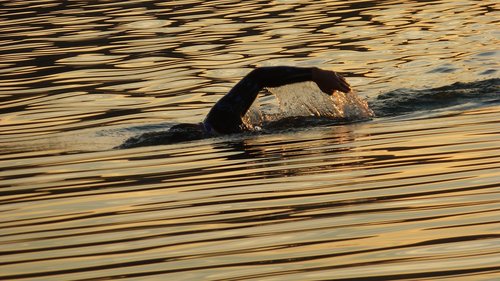 swimmer  lake  water