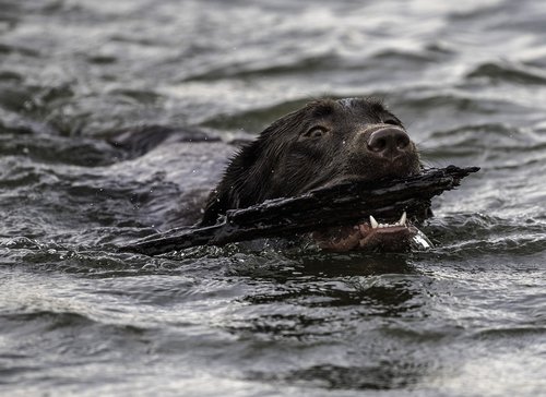 swimming  dog  fetch