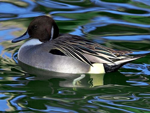 swimming mallard duck