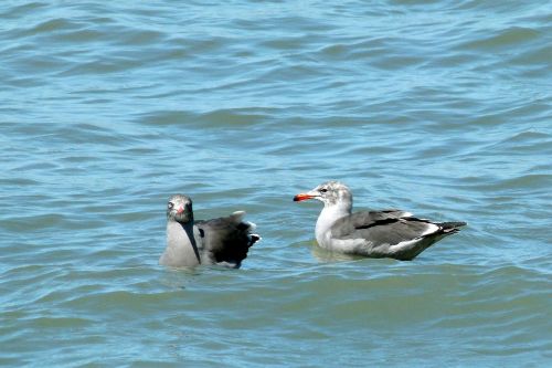 swimming seagulls pacific