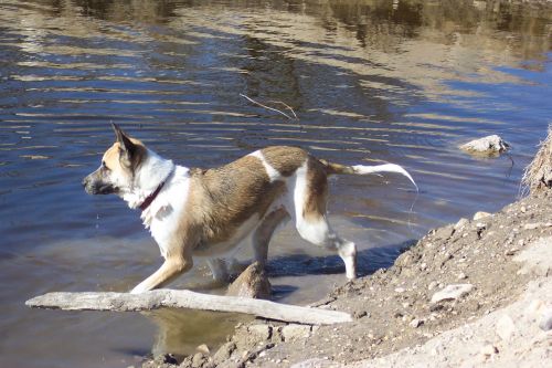 Swimming Again