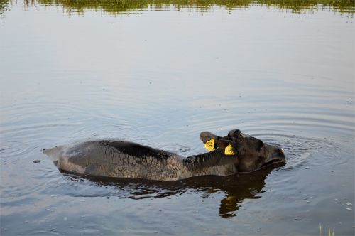 Swimming Cow