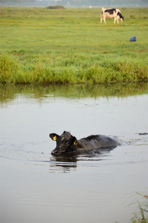 Swimming Cow