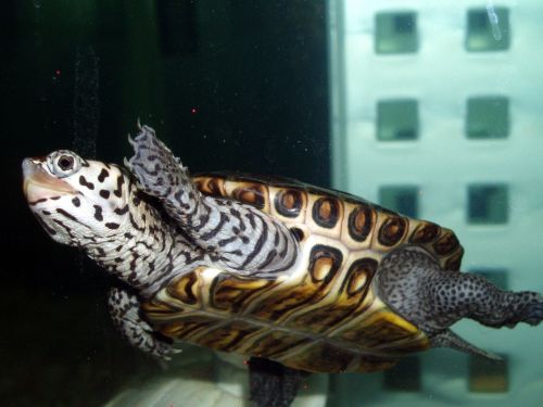 Swimming Diamond Back Terrapin