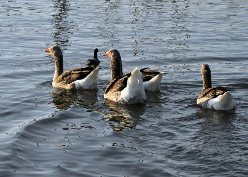 Swimming Geese