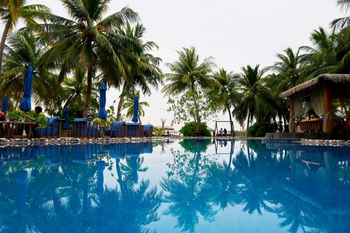 swimming pool palm pool