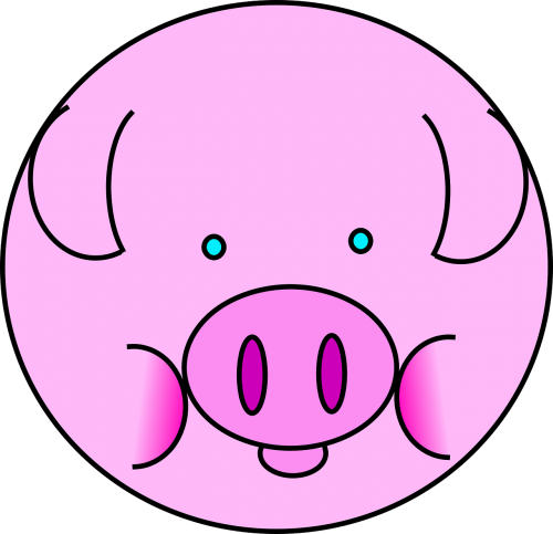 swine pig animal