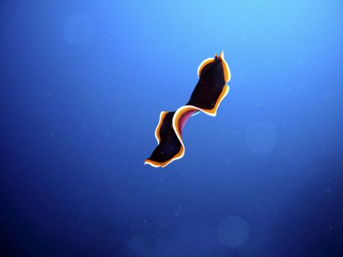 swirl worm worm snail