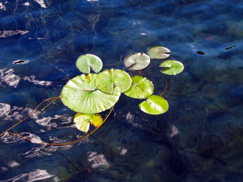 Swirling Pond Lily Pads #2