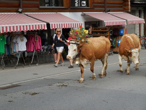 swiss cows cattle