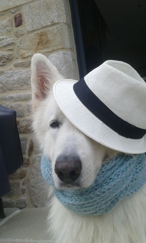 swiss white shepherd dog in disguise dog