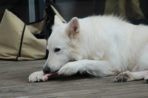 swiss white shepherd  dog  animals