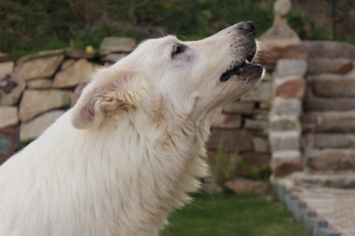 swiss white shepherd  dog  animals