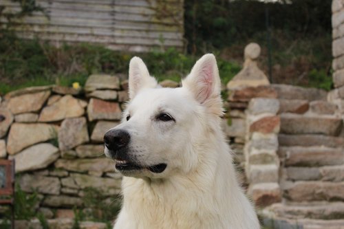 swiss white shepherd  animals  dog