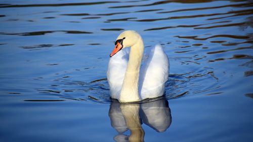 switzerland river swan