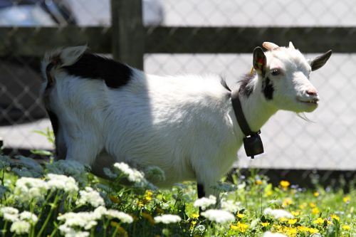 switzerland goat animal